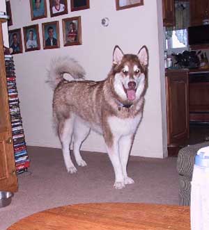 Hudsons Malamutes - Yogi