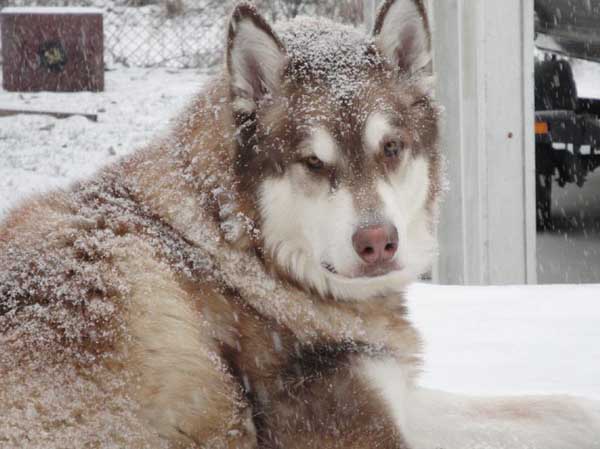 Hudsons Malamutes - Yogi