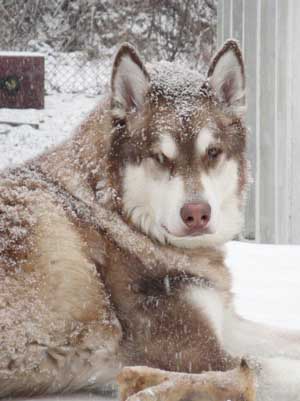 Hudsons Malamutes - Yogi