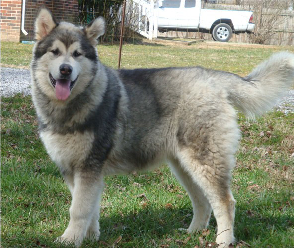 Hudsons Malamutes - Zion