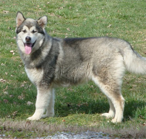 Hudsons Malamutes - Zion