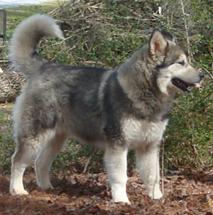 Hudsons Malamutes - Zion