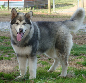 Hudsons Malamutes - Zion