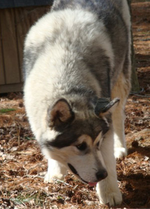 Hudsons Malamutes - Zion