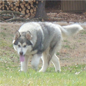 Hudsons Malamutes - Zion