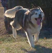 Hudsons Malamutes - Zurry