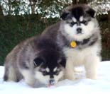 Hudson's Malamutes - Black Alaskan Malamute Puppy