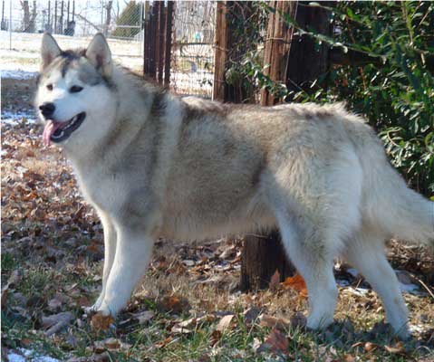 Hudsons Malamutes - Zurry