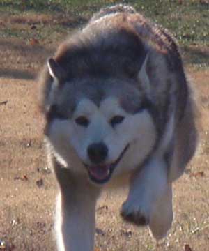 Hudsons Malamutes - Zurry