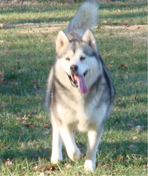 Hudsons Malamutes - Zurry