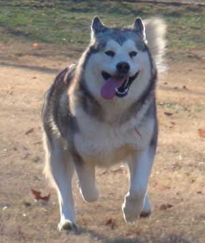 Hudsons Malamutes - Zurry