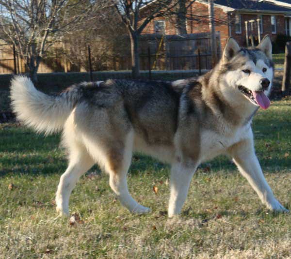 Hudsons Malamutes - Zurry