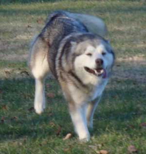 Hudsons Malamutes - Zurry