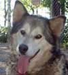 Hudsons Arctic - Gray/White Alaskan Malamute