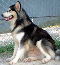 Hudsons Malamutes - A'rea