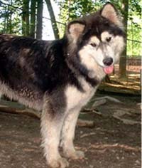 Hudsons Malamutes - A'rea