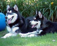 Hudons Malamutes - Bojangles