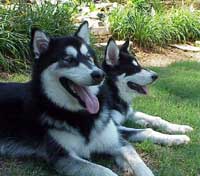 Hudons Malamutes - Bojangles