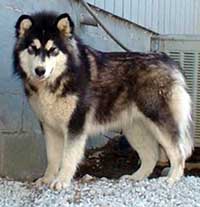 Hudsons Malamutes - Bryn