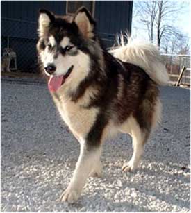 Hudsons Malamutes - Bryn