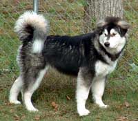 Hudons Malamutes - Cimarron