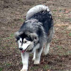 Hudons Malamutes - Cimarron