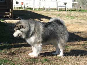 Hudons Malamutes - Cimarron