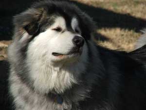 Hudons Malamutes - Cimarron