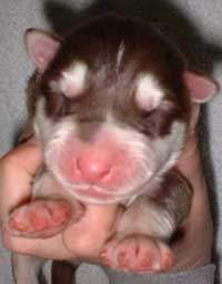 Hudons Malamutes - Cinnabar