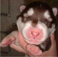 Hudons Malamutes - Cinnabar