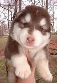 Hudons Malamutes - Cinnabar