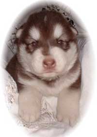 Hudons Malamutes - Cinnabar