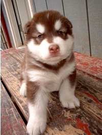 Hudons Malamutes - Cinnabar