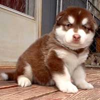 Hudons Malamutes - Cinnabar