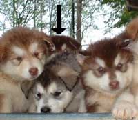 Hudons Malamutes - Cinnabar