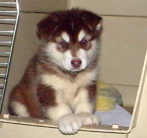 Hudons Malamutes -  Cinnabar