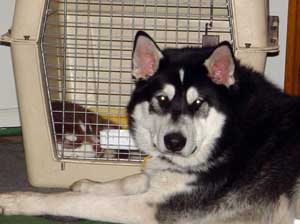 Hudons Malamutes - Cinnabar
