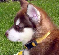 Hudons Malamutes - Cinnabar