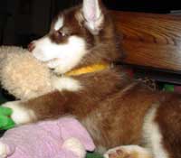 Hudons Malamutes - Cinnabar