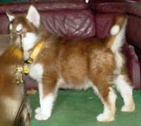Hudons Malamutes - Cinnabar