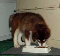 Hudons Malamutes - Cinnabar