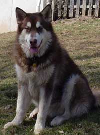 Hudons Malamutes - Cinnabar