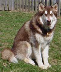 Hudons Malamutes -  Cinnabar