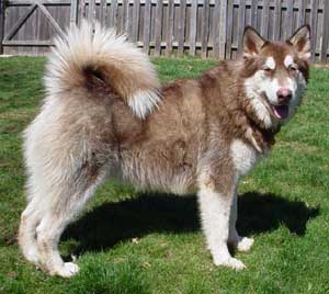 Hudons Malamutes - Cinnabar