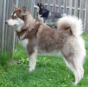 Hudons Malamutes - Cinnabar