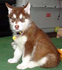 Hudons Malamutes - Cinnabar
