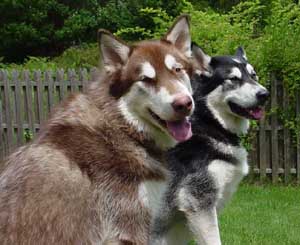 Hudons Malamutes - Cinnabar