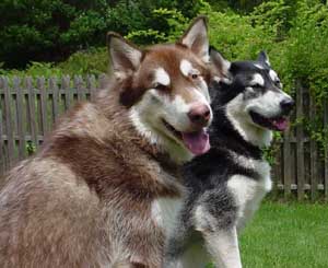 Hudons Malamutes -  Cinnabar