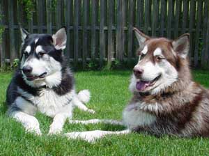 Hudons Malamutes - Cinnabar