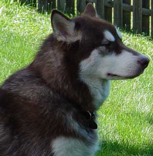 Hudons Malamutes - Cinnabar